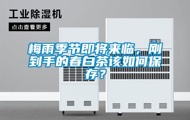 梅雨季節即將來臨，剛到手的春白茶該如何保存？