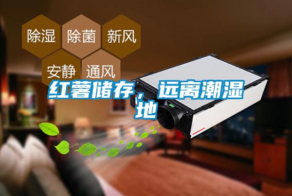 紅薯儲存，遠離潮濕地