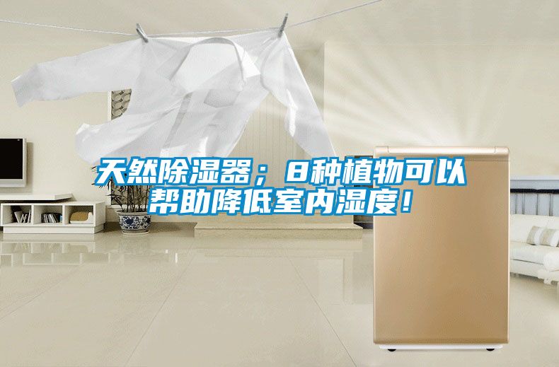 天然除濕器；8種植物可以幫助降低室內濕度！
